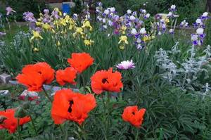 Ирисы 06-06-2014 DSCN9199.JPG