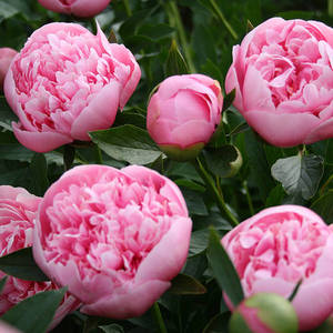 Этчед Салмон.jpg