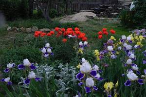 Ирисы 06-06-2014 DSCN9207.JPG