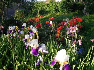 Ирисы 18-06-2015 DSCN0859.JPG