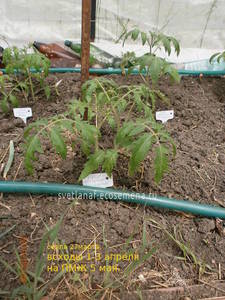 томаты на пмж 8-05-19.JPG