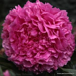 Варенька 1-800-t.jpg