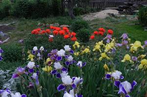 Ирисы 06-06-2014 DSCN9200.JPG