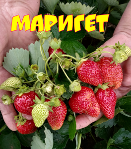 МАРИГЕТ (2).jpg