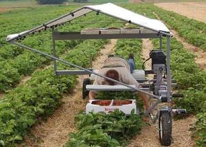 Обработка ягод.jpg