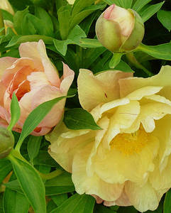 Singing in the Rain..jpg