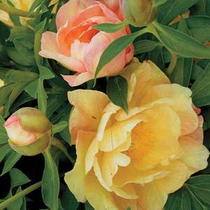 пион сингинг ин зе Рейн.jpg