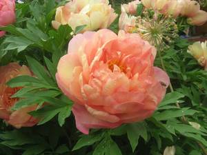 Пион Сингин ин зе Рейн.jpg