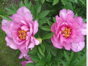 6e1de5.thumb.jpg.78566483ab7e07dc6e29dc18971dedd2.jpg