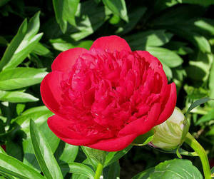 Диана Паркс1.jpg