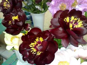 Бакай белл (Копировать).jpg