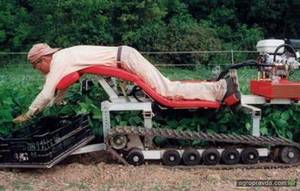 Обработка Ягод 4.jpg