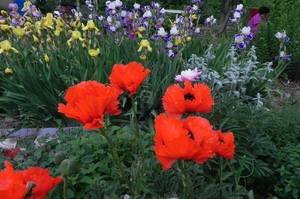 Ирисы 06-06-2014 DSCN9198.JPG