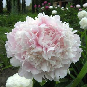 CORNELIA_SHAULOR-1183-B (1).jpg