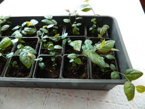 DSCN6696.JPG