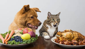 Dogs_Cats_Roast_Chicken_490704.thumb.jpg.e6172367b8911d123b6193956a5c590e.jpg