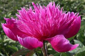 Paeonia-Purple-Spider-1.jpg