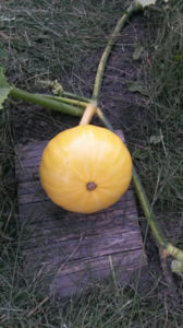 image.thumb.png.1bcc02db1a828c4b8f73cfb01e19afb5.png