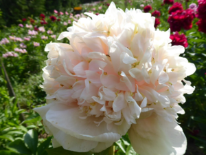 image.thumb.png.8e295d32ba788a26a040c5b5031b0388.png