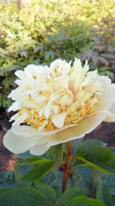 image.thumb.png.ad42b7351dd5ef6c092cbc6ce80536f3.png