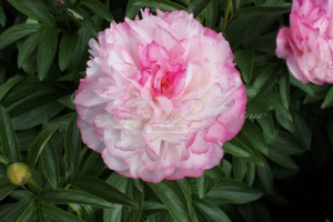 image.thumb.png.c8158e517e8baeecd497e3431ed66a35.png