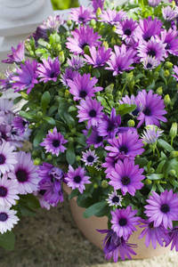 osteospermum-tsvety-sirenevye.thumb.jpg.96d3c712f86b8473f1d7c7b8e28dc638.jpg