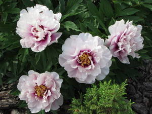 paeonia_itho_cora_louise.jpg