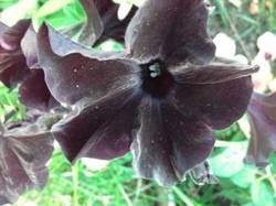 SWEETUNIA BLACK SATIN.jpg