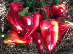 Pimentos del Piquillo2.jpg