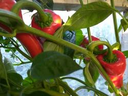 Pimentos del Piquillo1.jpg