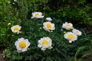 пион Мун Ниппон.jpg