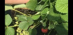 Screenshot_20200208-204942_Samsung Internet.jpg