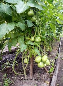 03.08.19г-Ругантино F1.jpg