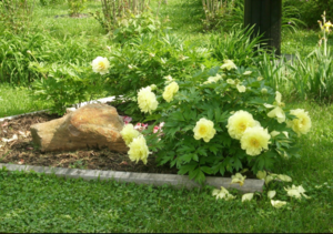 Opera Снимок_2020-02-19_163135_peoniesmagnolias.blogspot.com.png