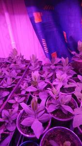 Эустомы 25.02.jpg