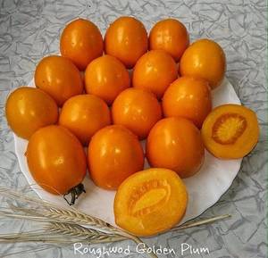 Roughwood Golden Plum1.jpg