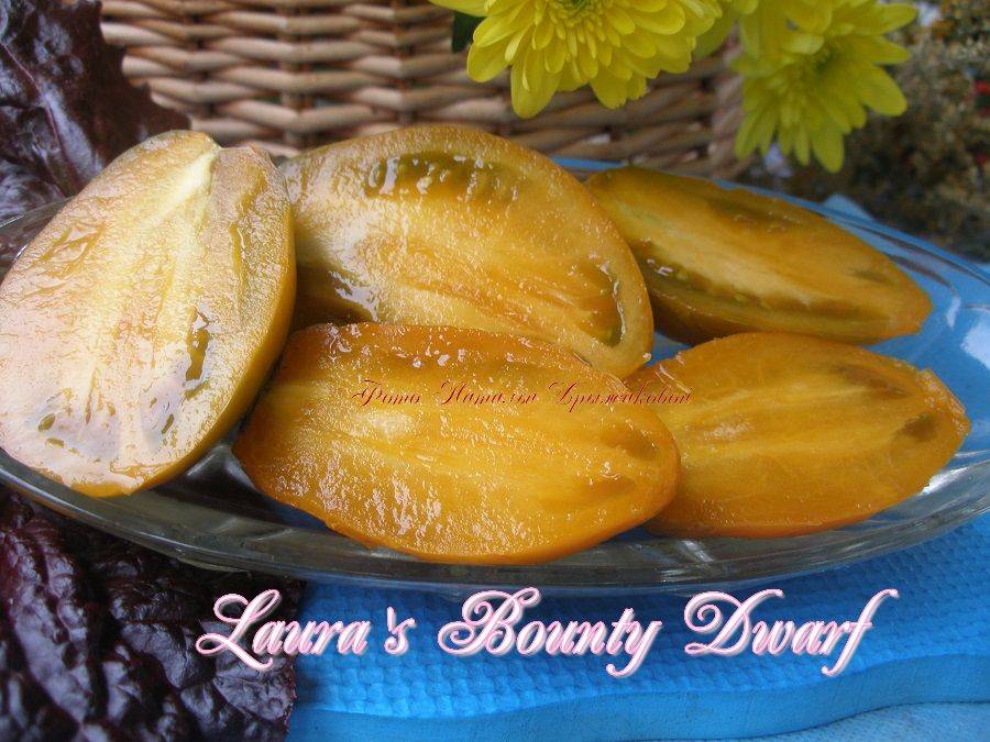 Гном щедрость лауры ( dwarf laura’s bounty). Щедрость лауры. Томат гном щедрость лауры. Щедрость лауры. Томат гном щедрость лауры.