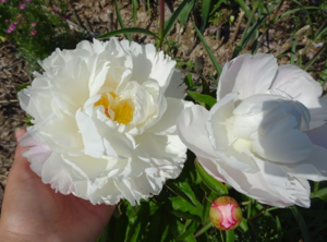 Opera Снимок_2020-02-23_211753_prolisok.com.ua.png