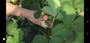 Screenshot_20200208-204945_Samsung Internet.jpg