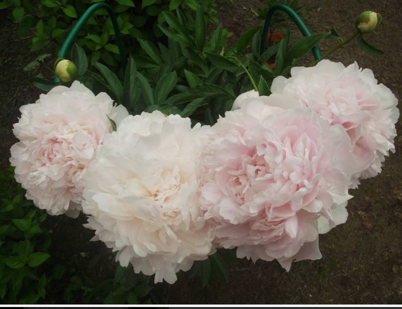 Карл клемм пион Da-Elektrika.ru