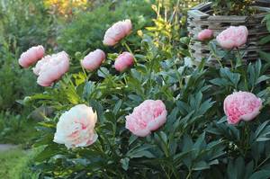 IMG_8323 (2).JPGм.JPG