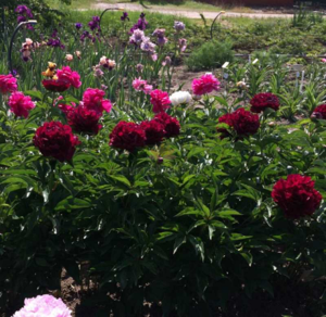 хайлайгт 1.png