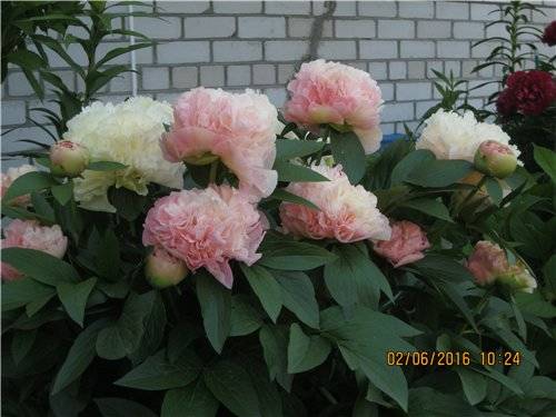 Пион Кэролайн констебль Paeonia Caroline Constabel