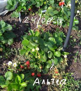 альтес 24.08.2019.jpg