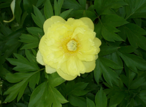 Opera Снимок_2020-02-19_163203_peoniesmagnolias.blogspot.com.png