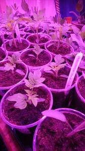 Июньский красный посадка 06.02..jpg