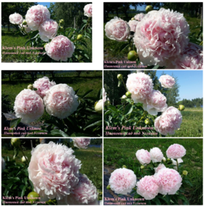 Opera Снимок_2020-02-22_111212_vk.com.png