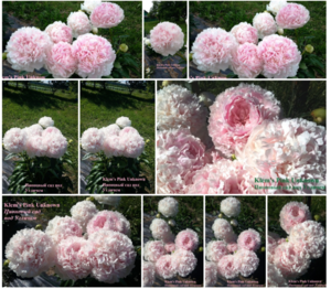 Opera Снимок_2020-02-22_111357_vk.com.png