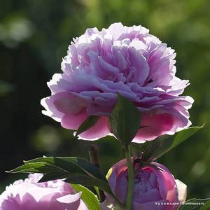 Myra McRae цветок.jpg