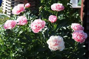 IMG_8300 (2).JPGм.JPG